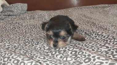 Puppy two months old Yorkshire terrier breed