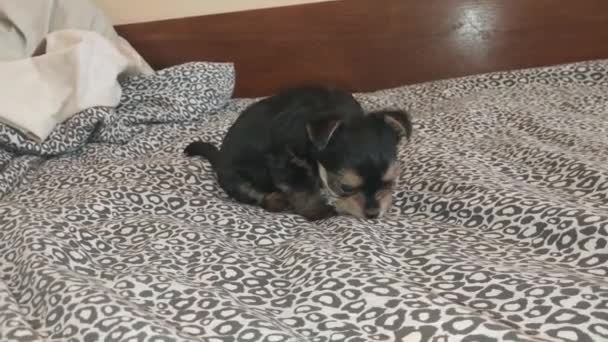 Puppy Two Months Old Yorkshire Terrier Breed — Video