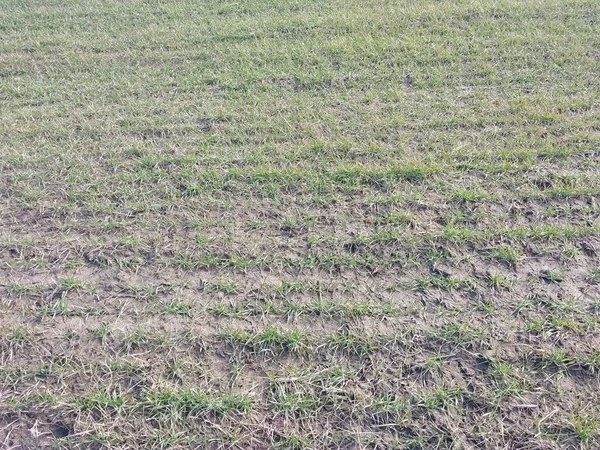 stock image Panorama of a the green field sown in spring