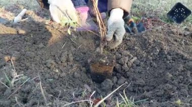 İlkbaharda kırsalda çalılar ve ağaçlar dikiyorum.