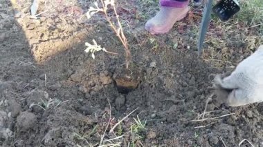 İlkbaharda kırsalda çalılar ve ağaçlar dikiyorum.