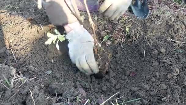 Het Planten Van Struiken Bomen Het Land Het Voorjaar — Stockvideo