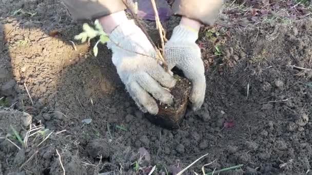 Het Planten Van Struiken Bomen Het Land Het Voorjaar — Stockvideo