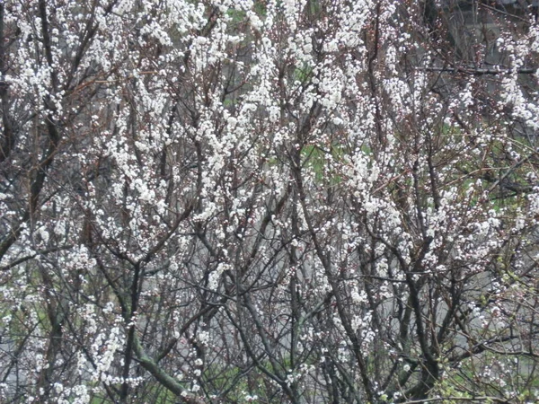 Knopen Bloeiden Buurt Van Fruitbomen Het Voorjaar — Stockfoto