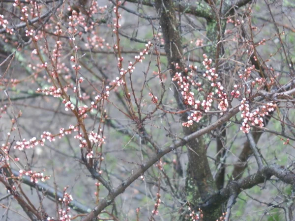春になると果物の木の近くに芽が咲く — ストック写真
