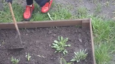 Sebze bahçesine çiçek eken kadın.