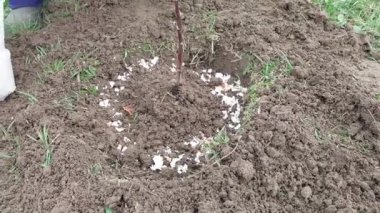 Kadın toprağa ağaç fideleri dikiyor.