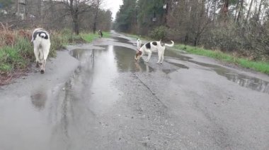 Yard köpekleri köyde koşar.