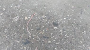 Suyun altında sürünen bir solucan.
