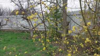 Bahçede rüzgarda salınan çiçekler