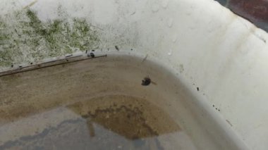 Böcek lavabodaki suda yüzer.