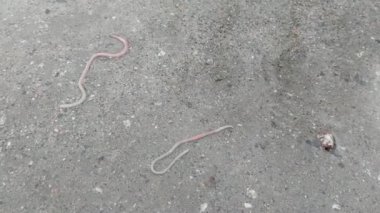 Suyun altında sürünen bir solucan.