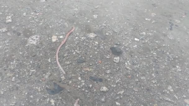 Aardworm Kruipt Onder Water — Stockvideo