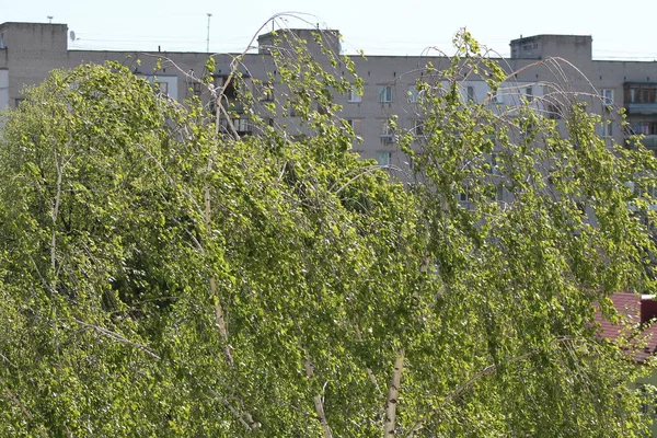 도시에서 피어나는 나무들 — 스톡 사진
