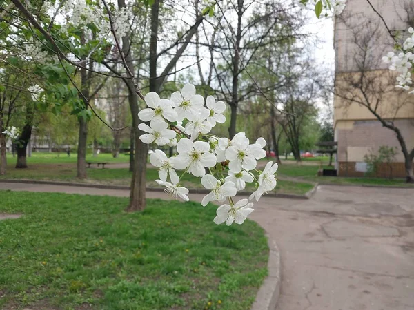 Kyiv Ukraine May 2023 Blossoming Apple Tree City — Stock Photo, Image