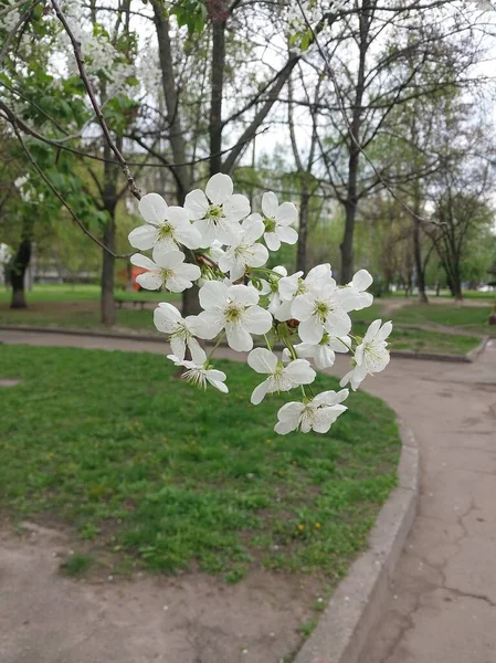 Kyiv Ukraine 2023 도시에서 자생하는 사과나무 — 스톡 사진