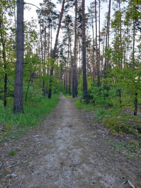 Bahar ormanı ağaçların manzarası