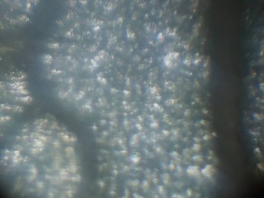 Biyolojik nesnelerin mikroskobik fotoğrafları