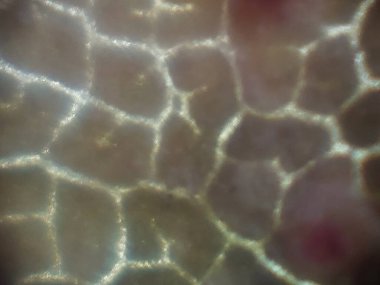 Biyolojik nesnelerin mikroskobik fotoğrafları