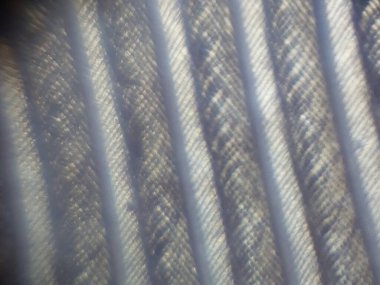 Biyolojik nesnelerin mikroskobik fotoğrafları