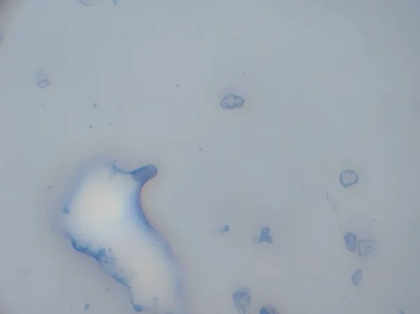 미생물의 현미경 — 스톡 사진