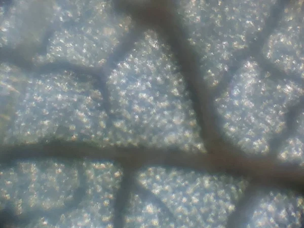 Микроскопическая Фотография Биологических Объектов — стоковое фото