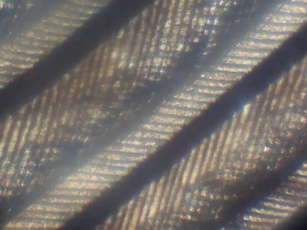 Mikroskopische Fotografie Der Biologischen Objekte — Stockfoto