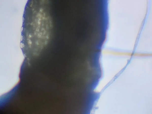 Мікроскопічна Фотографія Біологічних Єктів — стокове фото