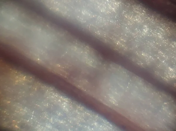 미생물의 현미경 — 스톡 사진
