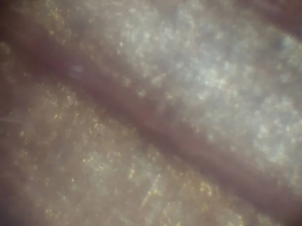 Fotografia Microscópica Dos Objetos Biológicos — Fotografia de Stock