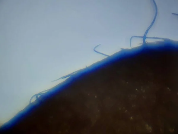 Fotografia Microscopica Degli Oggetti Biologici — Foto Stock