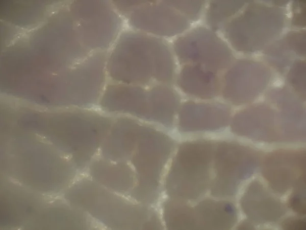 Biyolojik Nesnelerin Mikroskobik Fotoğrafları — Stok fotoğraf