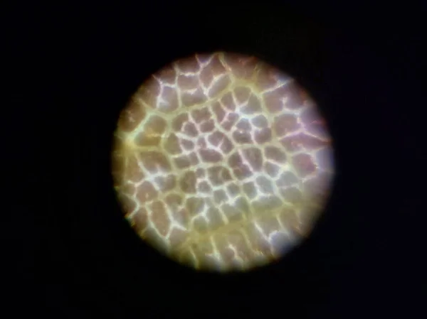Fotografía Microscópica Los Objetos Biológicos — Foto de Stock