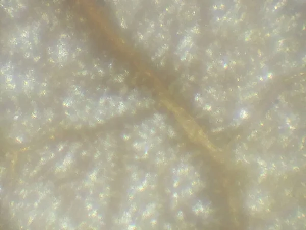 Fotografia Microscópica Dos Objetos Biológicos — Fotografia de Stock
