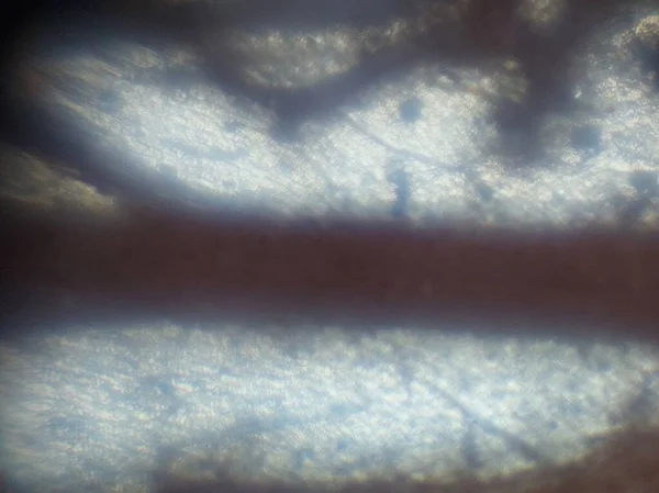 Мікроскопічна Фотографія Біологічних Єктів — стокове фото