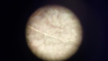 Biyolojik nesnelerin mikroskobik fotoğrafları