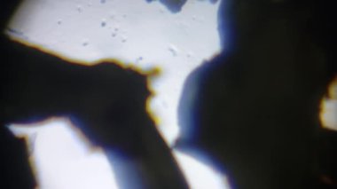 Biyolojik nesnelerin mikroskobik fotoğrafları