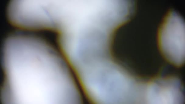 Fotografia Microscópica Objetos Biológicos — Vídeo de Stock