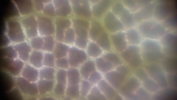 Fotografia Microscópica Objetos Biológicos — Vídeo de Stock