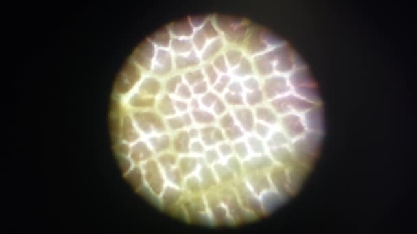 Мікроскопічна Фотографія Біологічних Єктів — стокове відео