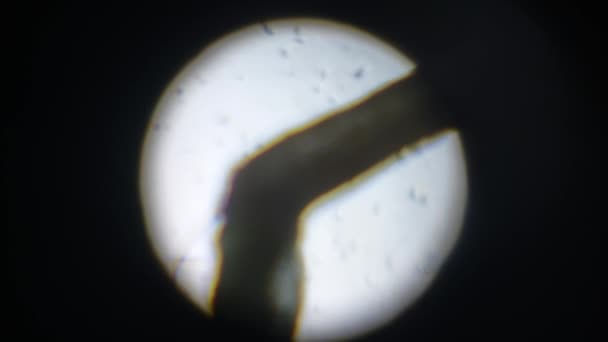 Fotografie Microscopică Obiectelor Biologice — Videoclip de stoc