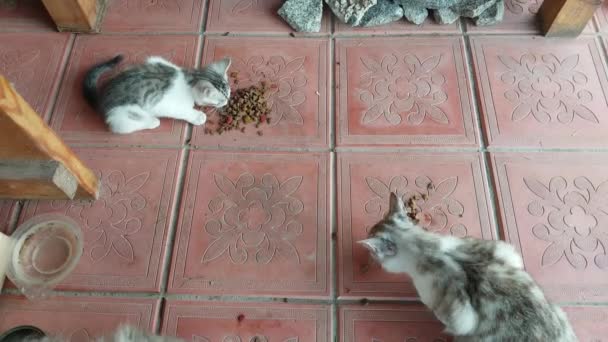 Katzen Dorf Fressen Futter — Stockvideo