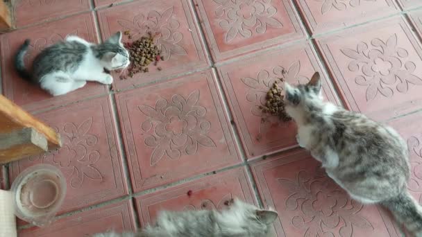 Koty Wiosce Jedzą Jedzenie — Wideo stockowe