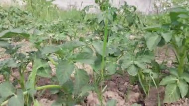 Bahçede sebze yetiştiriyorum.