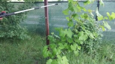 Hastalıklardan korunmak için ağaçlar serpiştiriyorlar.