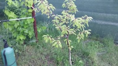 Hastalıklardan korunmak için ağaçlar serpiştiriyorlar.