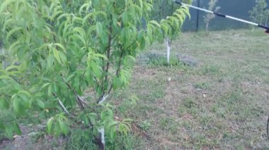 Hastalıklardan korunmak için ağaçlar serpiştiriyorlar.