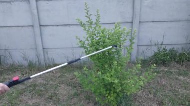 Hastalıklardan korunmak için ağaçlar serpiştiriyorlar.