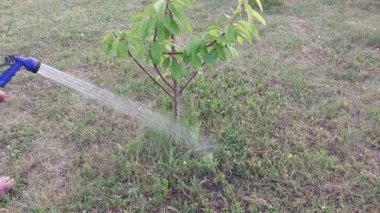 Bahçedeki ağaçları ve çalıları sulamak.