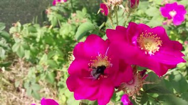 Arı bal için çiçeklerden polen toplar.